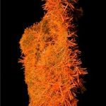 Placa de Crocoita excepcional