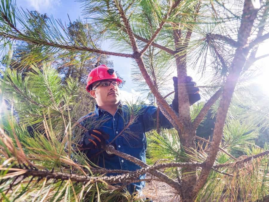 Fresnillo PLC_Bosque